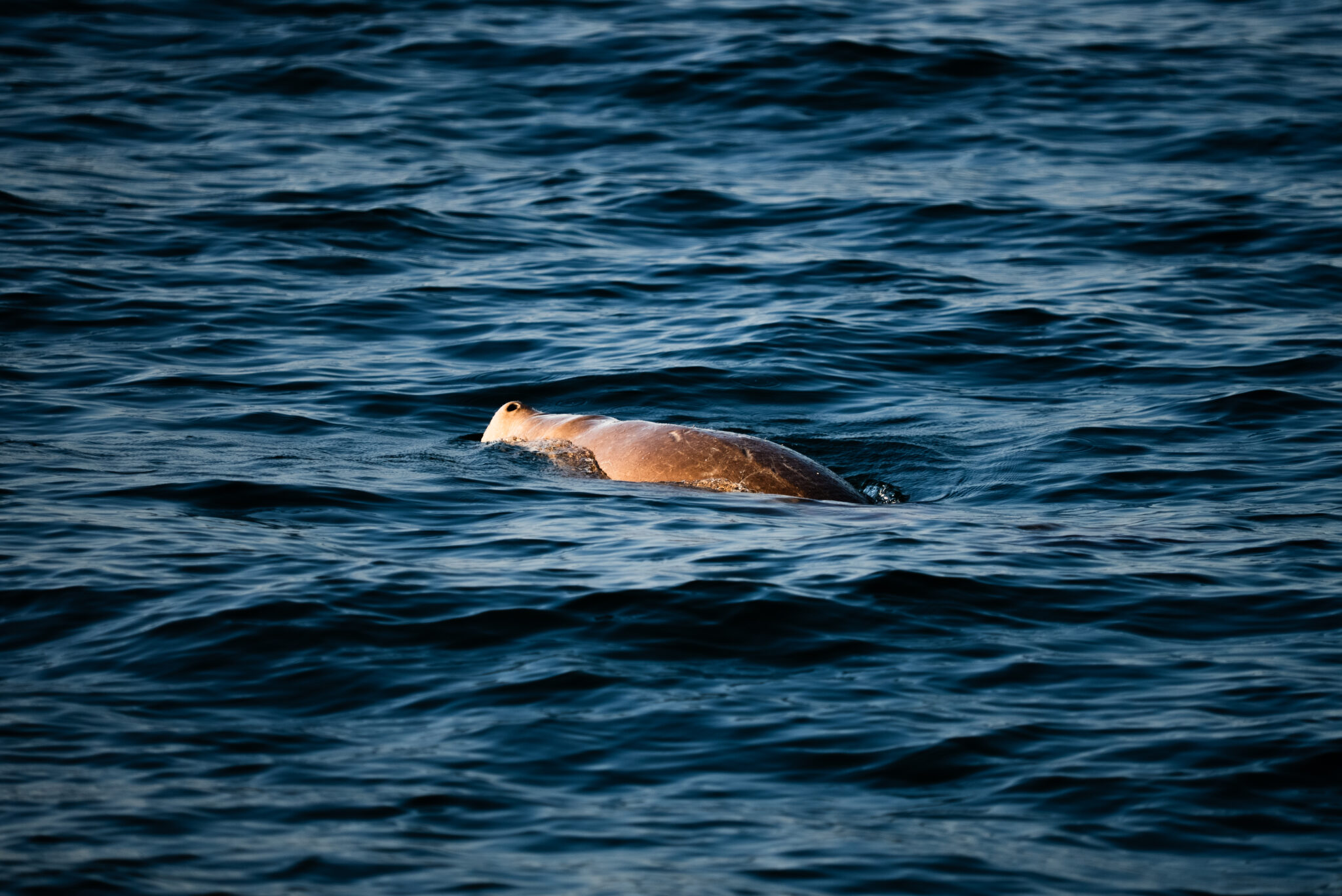 27-04-26 - Byrdes Whale-127