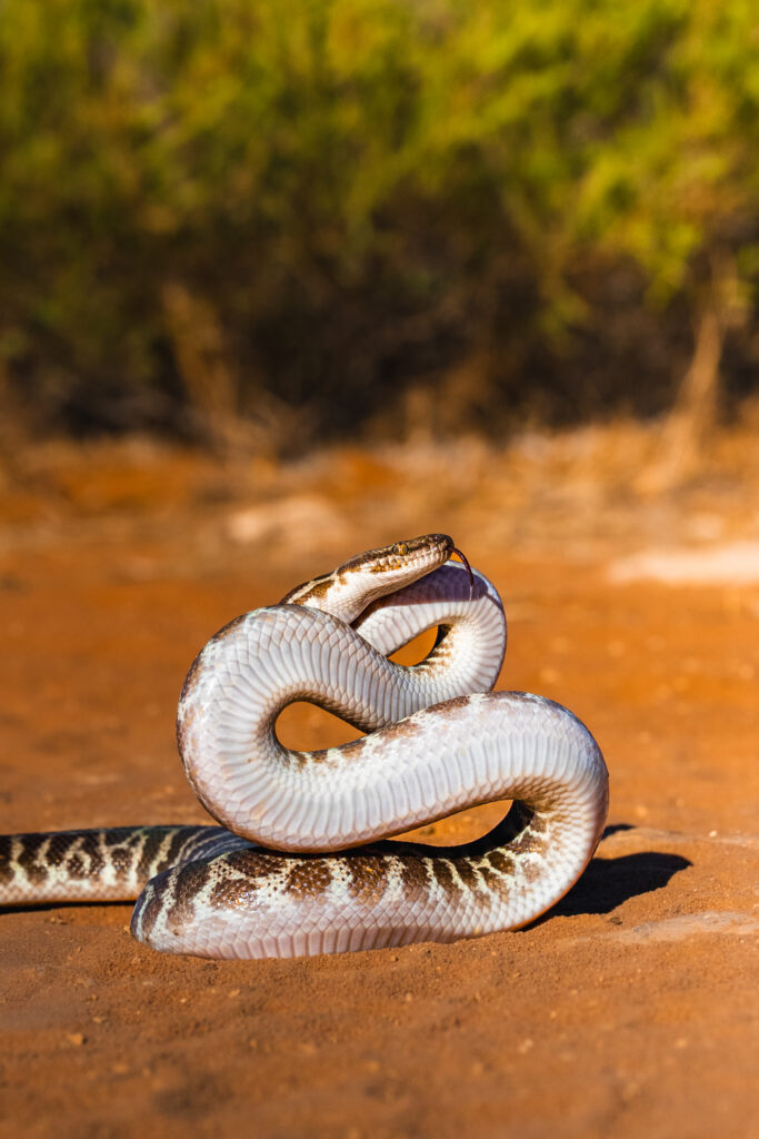Stimsons Python Wide
