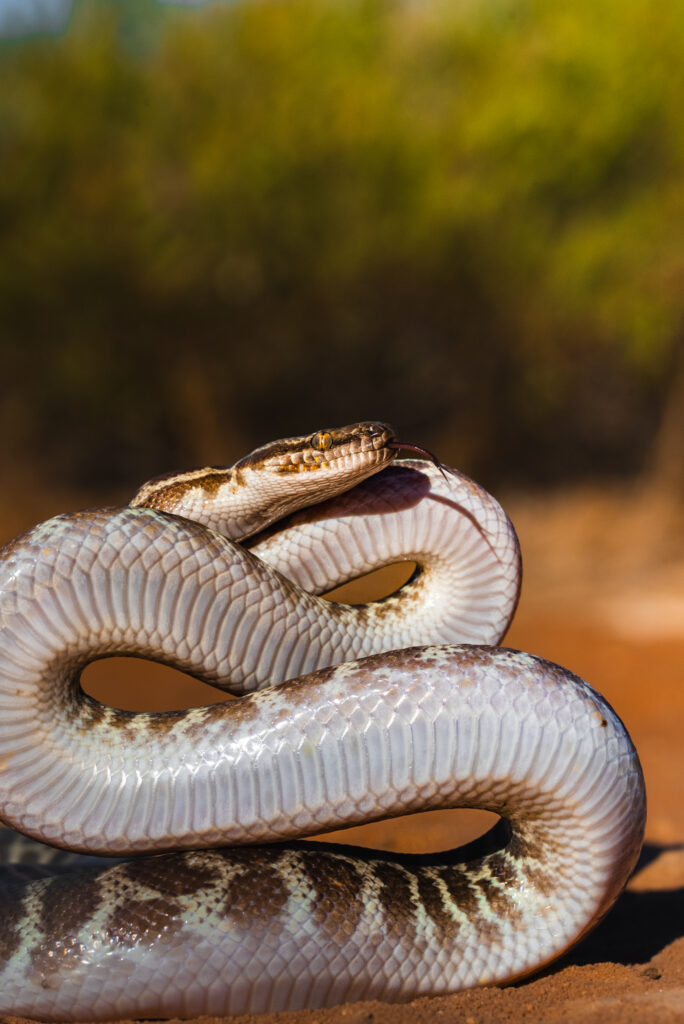 Stimsons Python