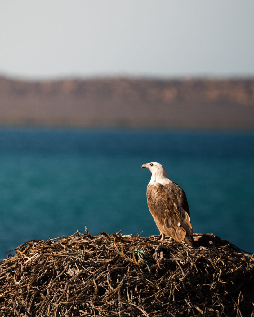 White Bellied Sea Eagle