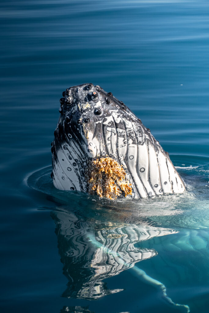 Humpback Whale Spyhop