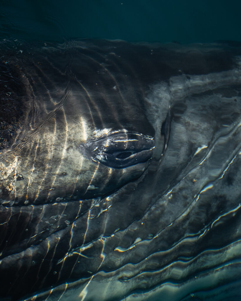 Humpback Whale Eye
