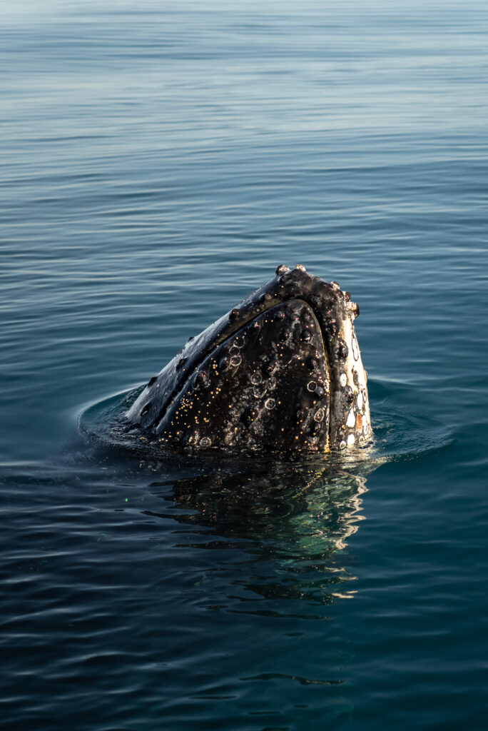 Humpback Whale Spyhop