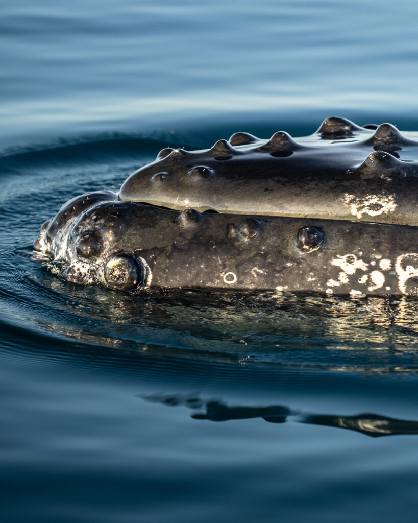 Humpback Whale Nose