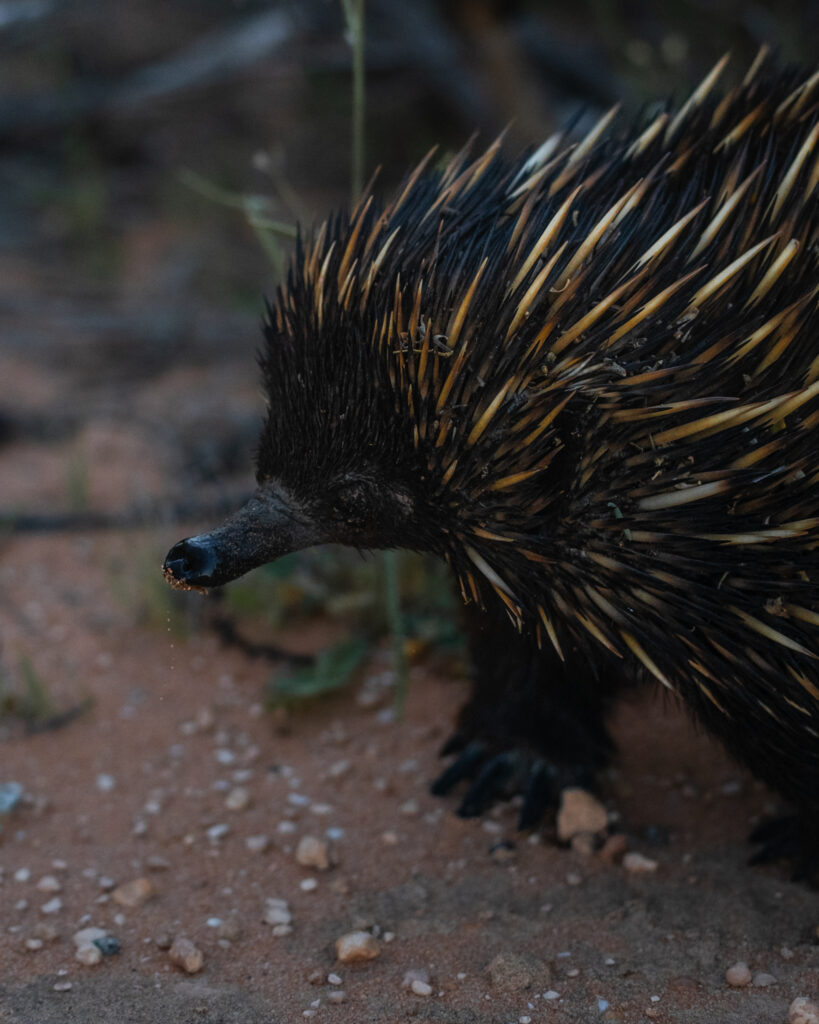 Echidna