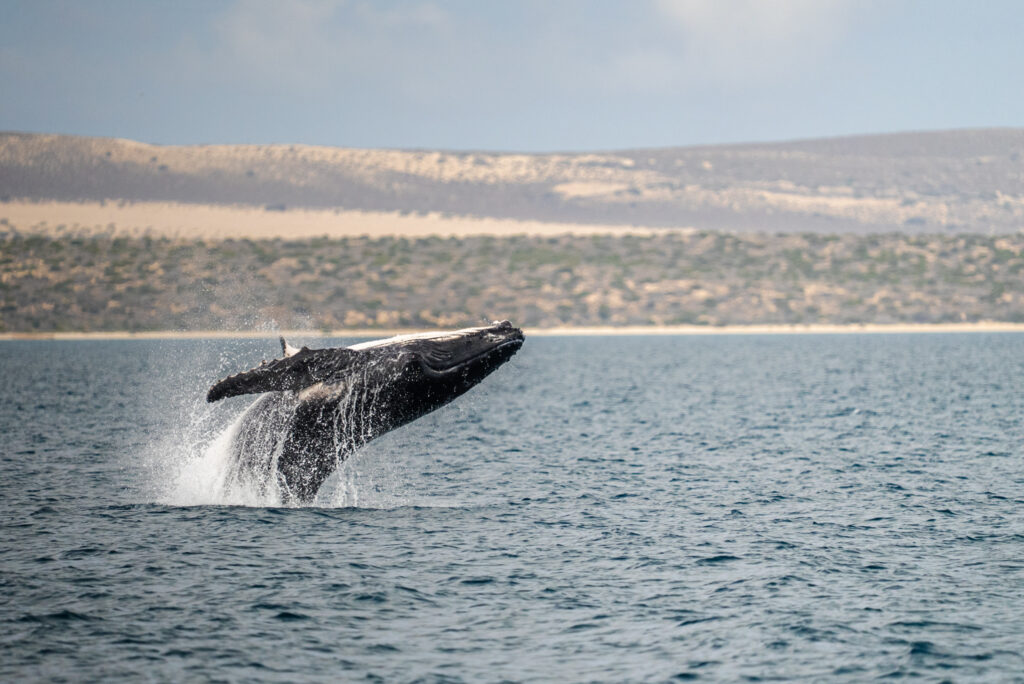Breaching Humpback Whale
