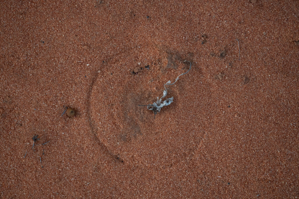 Circle in nature