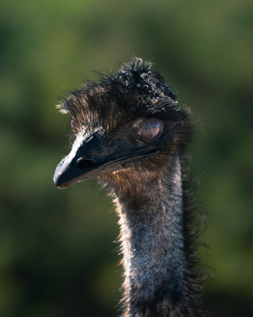 Blinking Emu