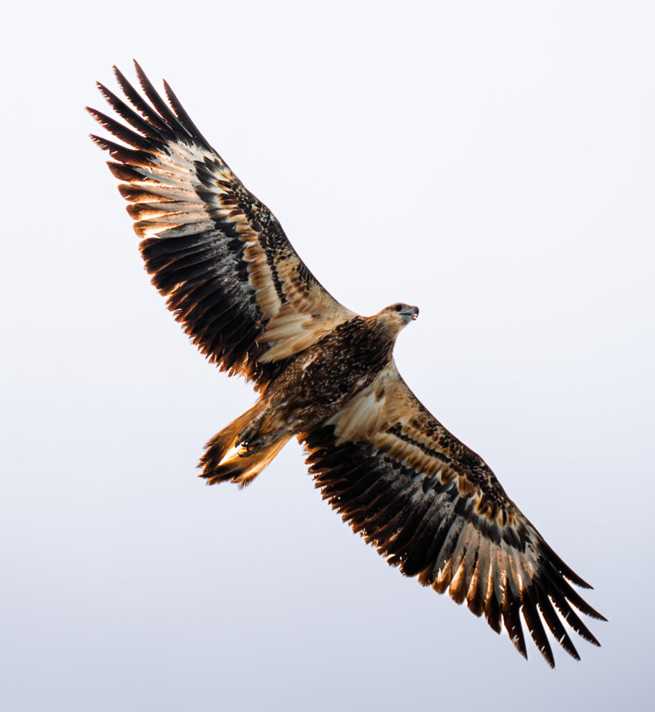 Wedgetail Eagle